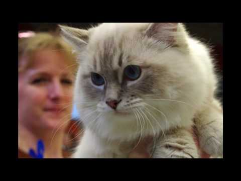 MEZINÁRODNÍ VÝSTAVA KOČEK,  HALA POLÁRKA,   FRÝDEK -  MÍSTEK  29. 4. 2017