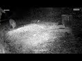 Mr Fox Frightened The Cat In My Garden