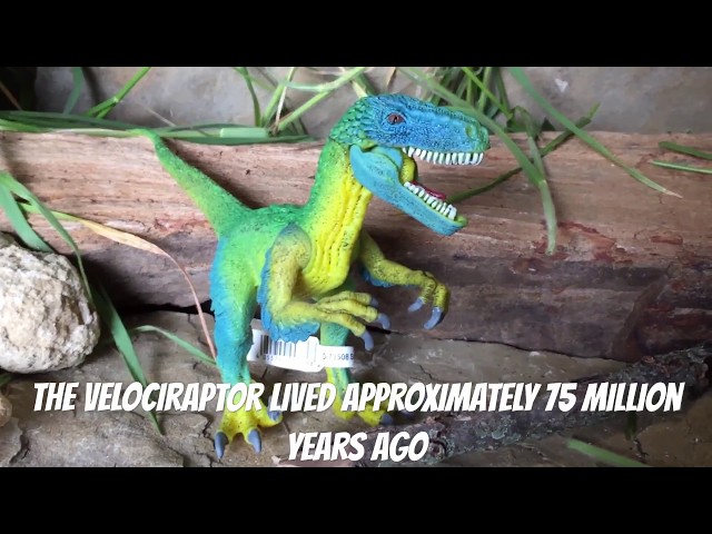 Vídeo relacionado con schleich DINOSAURS | Velociraptor 14585 | dinosaurio detallado con mandíbula y brazos móviles | gran regalo para niñas y niños | juguete de dinosaurio schleich a partir de 3 años | 18 x 6 x 10 cm