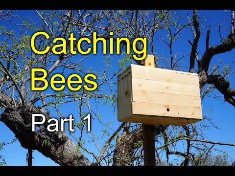 Trying to catch bees with Swarm Traps: part 1