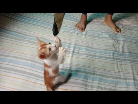 Puchi cat blog 6 / funny cat - Ahnab tasin