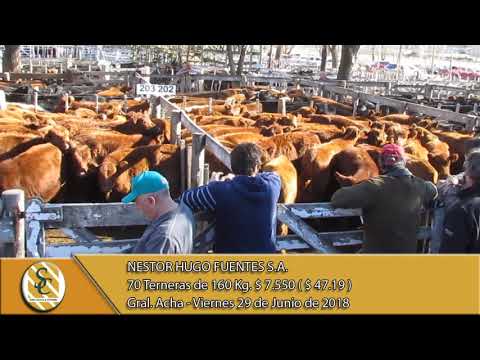 29-06-18 Venta de Hembras - Nestor Hugo Fuentes S.A. - General Acha