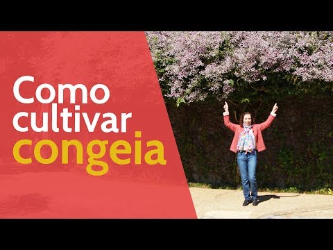 Como Cultivar Congeia | Nô Figueiredo