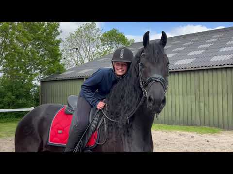 Stal Okkema's Detmer - Rik x Andries - Gelding - 2017 - 1.65m