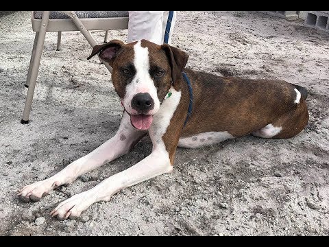 Meet Max, one of our 12 Dogs of Christmas