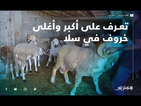 تعرف على أكبر وأغلى خروف في سلا يزن 130 كيلوغراما ومن سلالة أسترالية