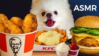 Download lagu ASMR Mukbang | Yue the Pomeranian Eating Crispy Fried Chicken KFC, Cheesy Fries, Burger mp3