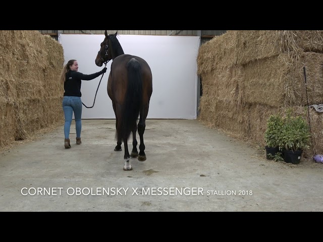 Nimblensky Bogibo Type & Walk