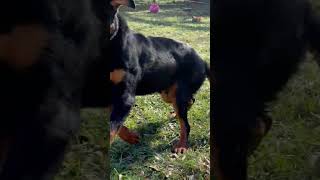 Video preview image #1 Rottweiler Puppy For Sale in Mooresville, NC, USA
