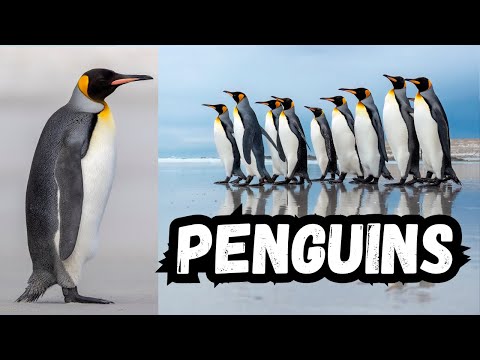 Penguins | All About Penguins for Kids | Penguins of the World for Children | Animal Videos for Kids