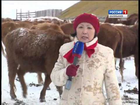 «Өрүнә һарц»