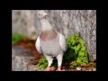 10 Most Beautiful Pigeon Birds 2013