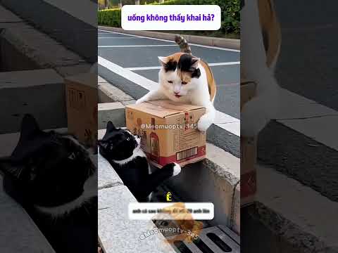 uống nhầm nước tiểu của chó rồi.