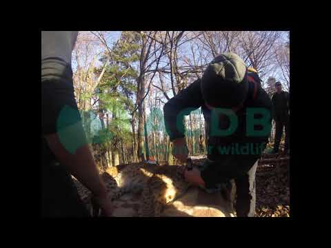 Video LifeLynx Pralea