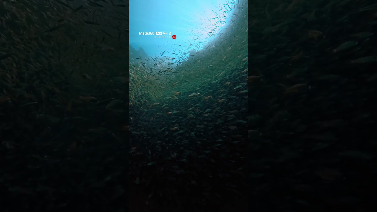 Insta360 Ace Pro 2 - スカジテンジクダイ Video facade placeholder