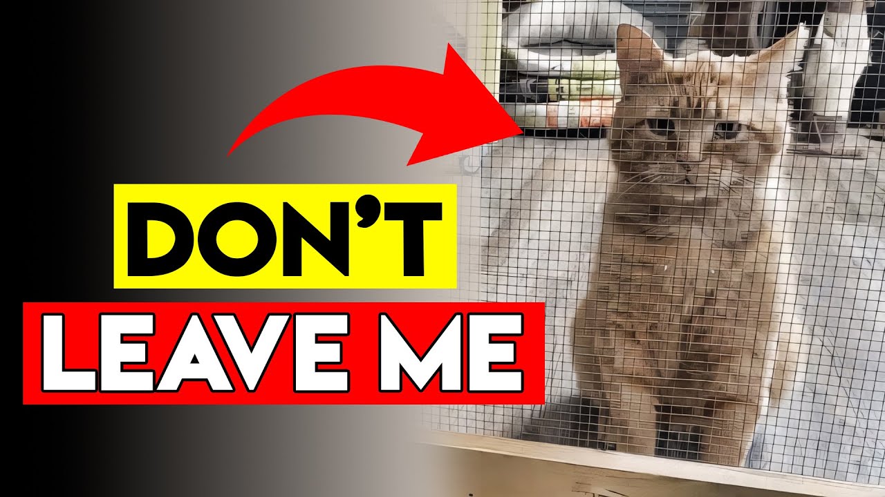 Never Do These 5 Things When Leaving Your Cat Alone