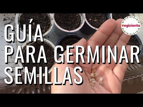 Guía fácil para poner a germinar semillas en casa