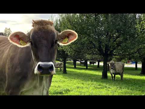 … die Natur kommt zur Ruhe … Jodelchörli Hüsliberg mit dem Jodellied: Herbstgedanke