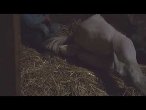 Welcome RCE As You Wish - Wesley