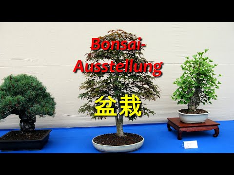 Bonsai-Ausstellung Bad Langensalza