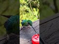 Hummingbird drinking water. #hummingbird