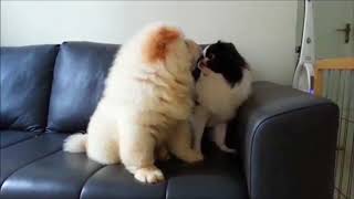 10 Funniest Chow Chow Videos  Funny Animals