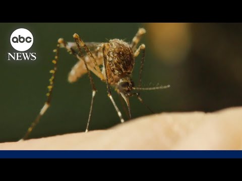 First US malaria cases diagnosed in decades in Florida and Texas