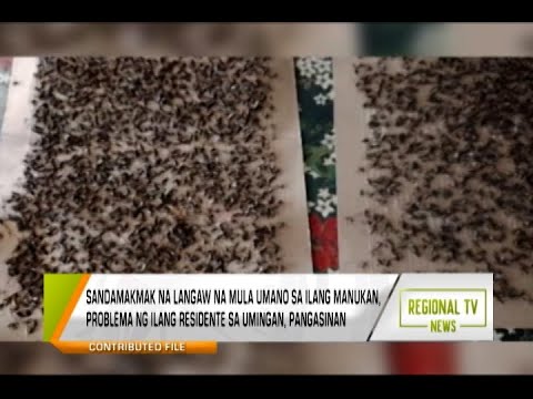 Regional TV News: Langaw mula sa Manukan