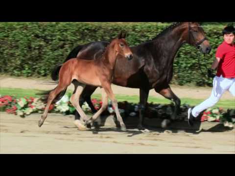 106 Sonnentänzer Hengst v. Sir Heinrich - Fürst Piccolo