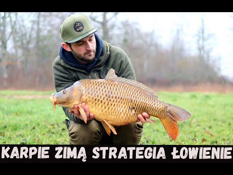 Karpie zimą //strategia //łowienie