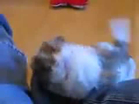 Cozette at play! Cutie in Action