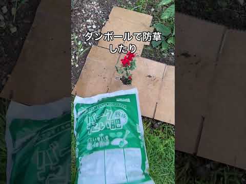 除草剤の散布時期 春の菜園の小道 芝生
