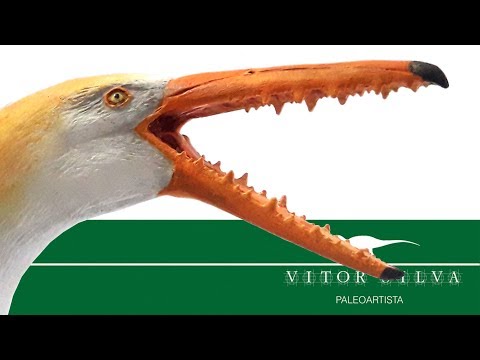 Pelagornis - Paleoart