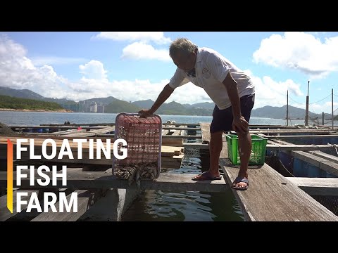 香港最後的浮魚養殖場 (The Last of Hong Kong’s Floating Fish Farms)