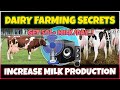 How To Increase Milk Production In Dairy Cows Secrets Of Dairy Farming