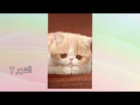 قطتك 🐈 حسب شهر ميلادك 🎂 🎉 #subscribe #roadto1k