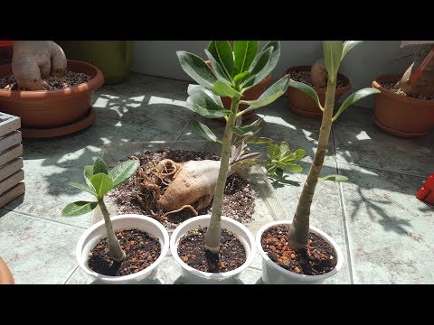 Нехватка влаги у Адениума