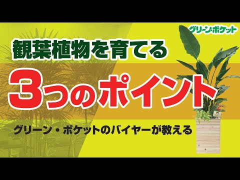 経済学科 グリーンポケットのバイヤーが教える！おすすめ3選！国土緑化チャンネル