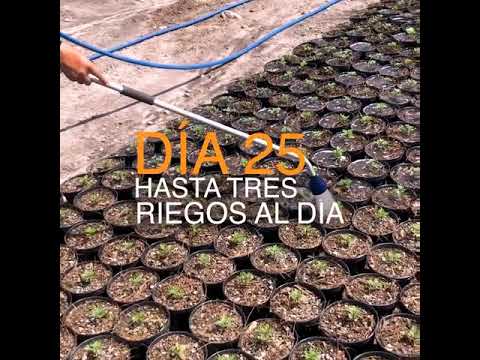 Florece La Cempas Chil