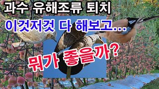 과수 유해조류 퇴치법, 이것저것 다 해보고... 뭐가 좋을까?(과수 재배, 유해 조수, 유해조류 퇴치, 조류…