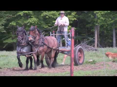 Brabant Belgian Draft Horse Power on the Julian Family Dairy Farm