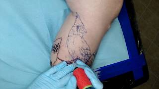 Tattoo - Time Lapse American Cardinal bird Photo Realistic