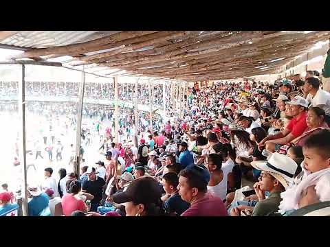 Corralejas de palmito Sucre