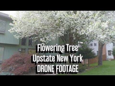 Flowering Tree Upstate New York May 2018 (Shot on DJI Phantom 4 Pro)