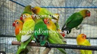 Download lagu suara pancingan lovebird ombyokan mp3