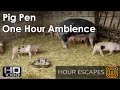 HD Pig Pen One Hour Ambient Sound And Video