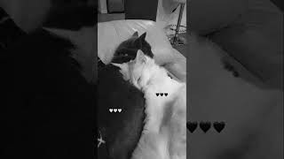 Chris Brown~ So cold (sped up)