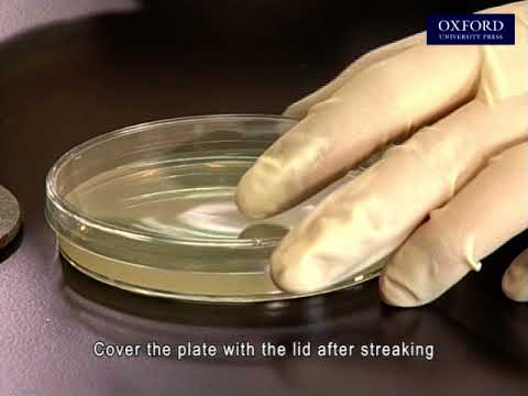 Practical E3, 1.1 Culture of yeast using aseptic techniques