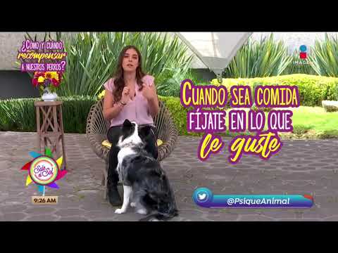 ¿Cómo y cuándo recompensar a mi perro? | Sale el Sol