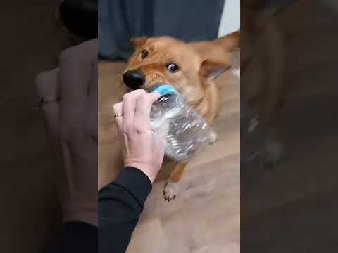 Polar Bear Asks For Help Part 1